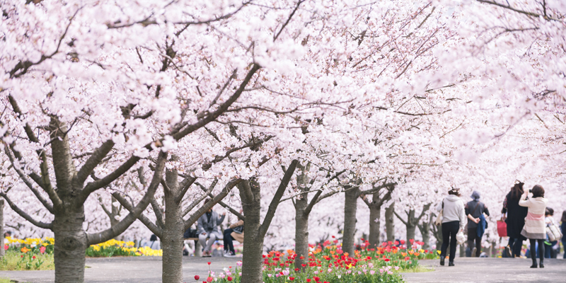 Viajar a Japón por negocios o turismo: primavera.