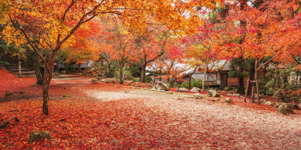 Viajar a Japón por negocios o turismo: otoño.